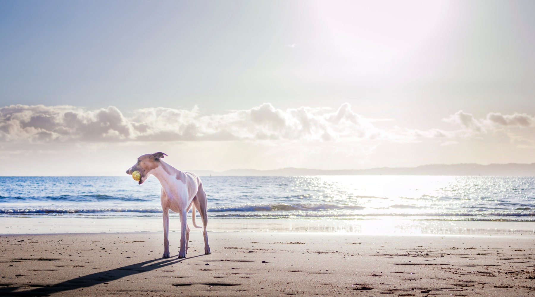 We're a pet-friendly community a dog on a beach with a ball