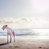 a dog on a beach with a ball