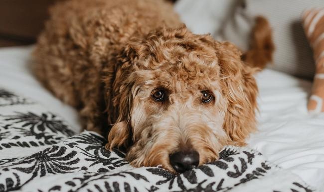 We welcome all your furry friends a dog lying on a bed looking