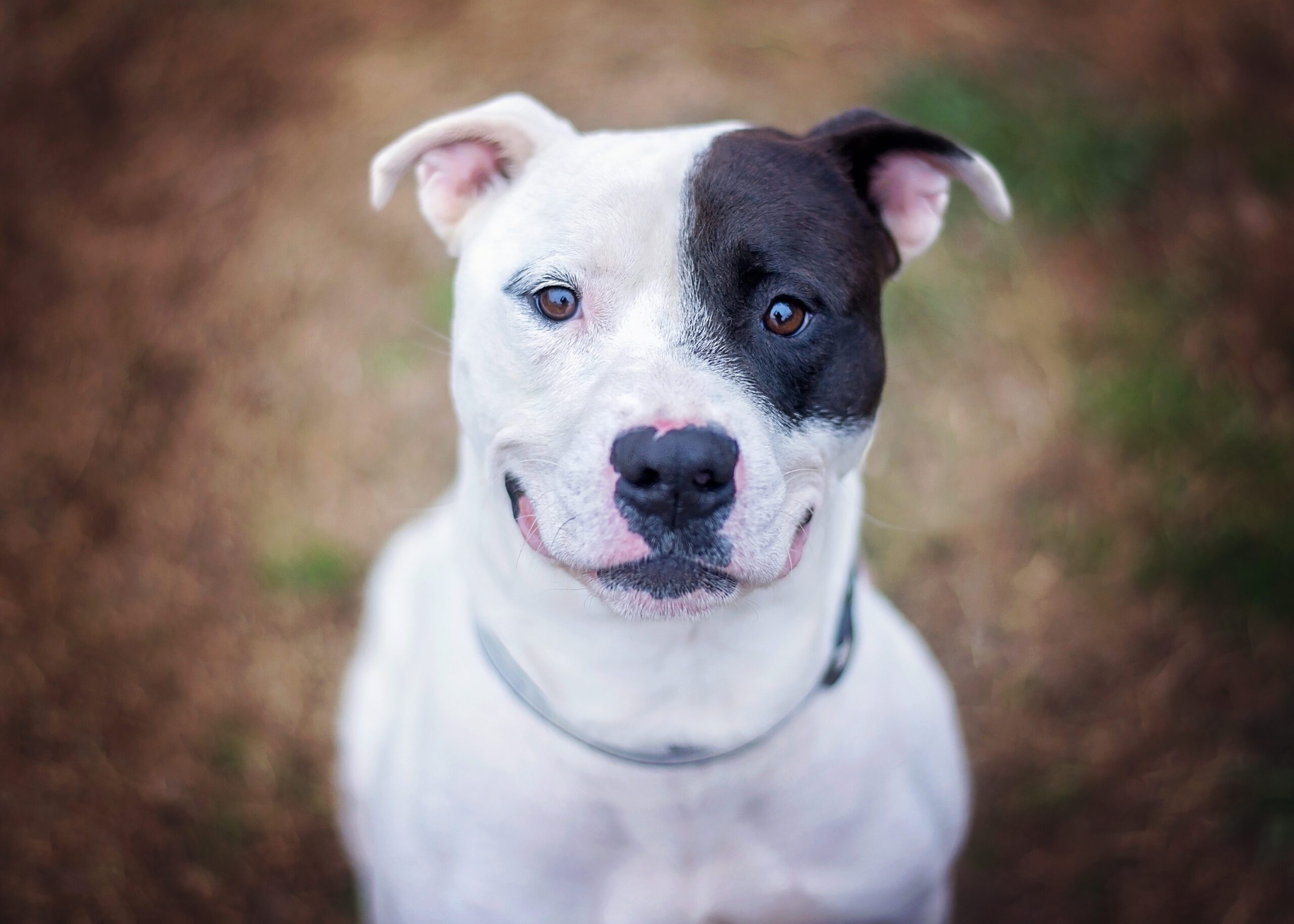 smiling black and white dog
