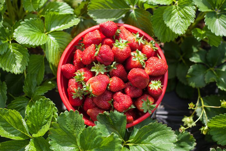 Red bowl of strawberries surrounded by plant