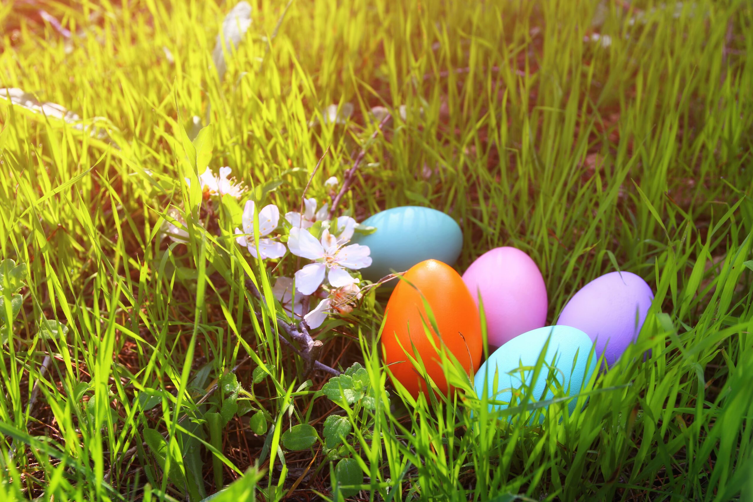Colored eggs in the grass