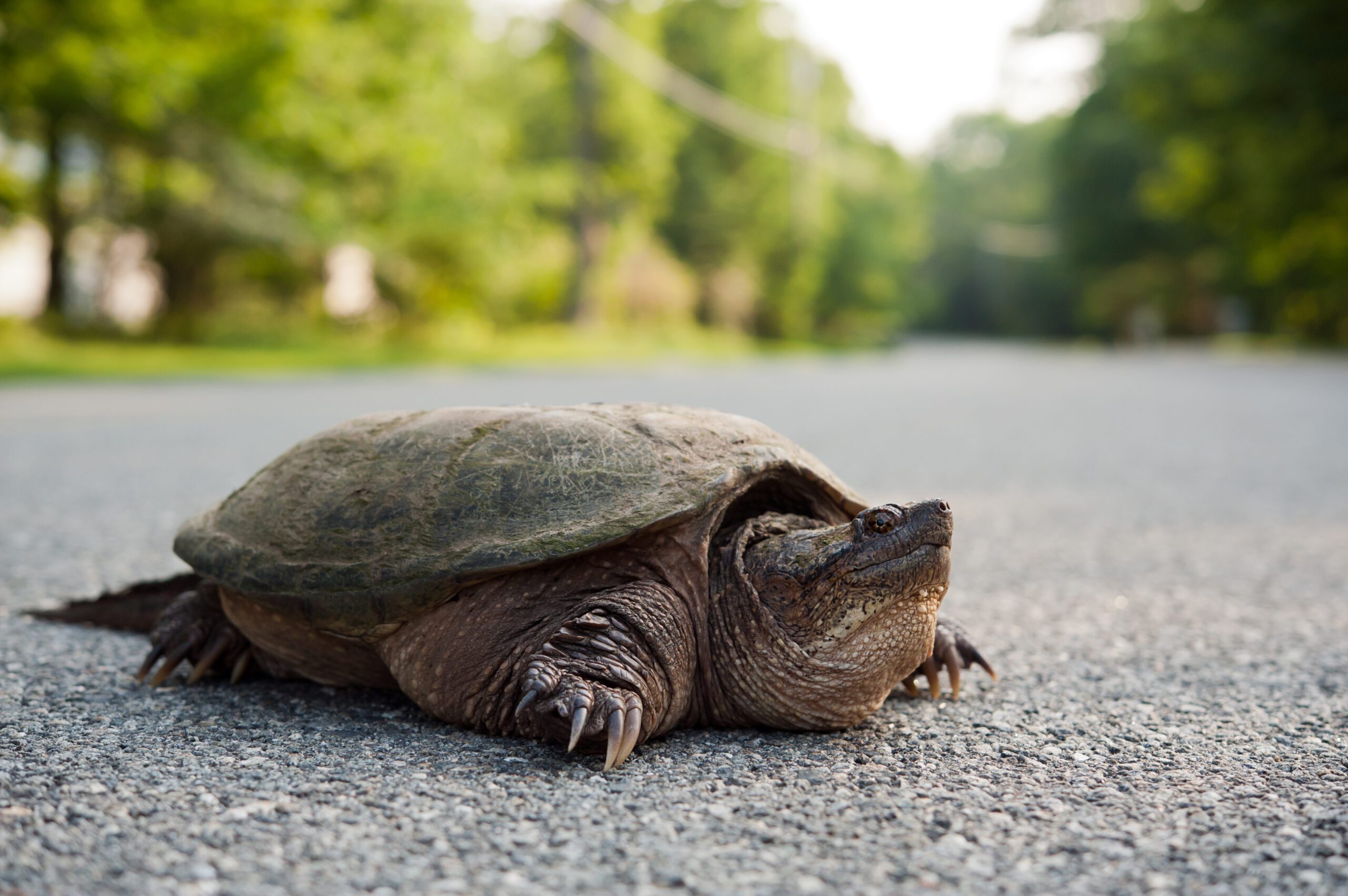 Snapping turtle in the road