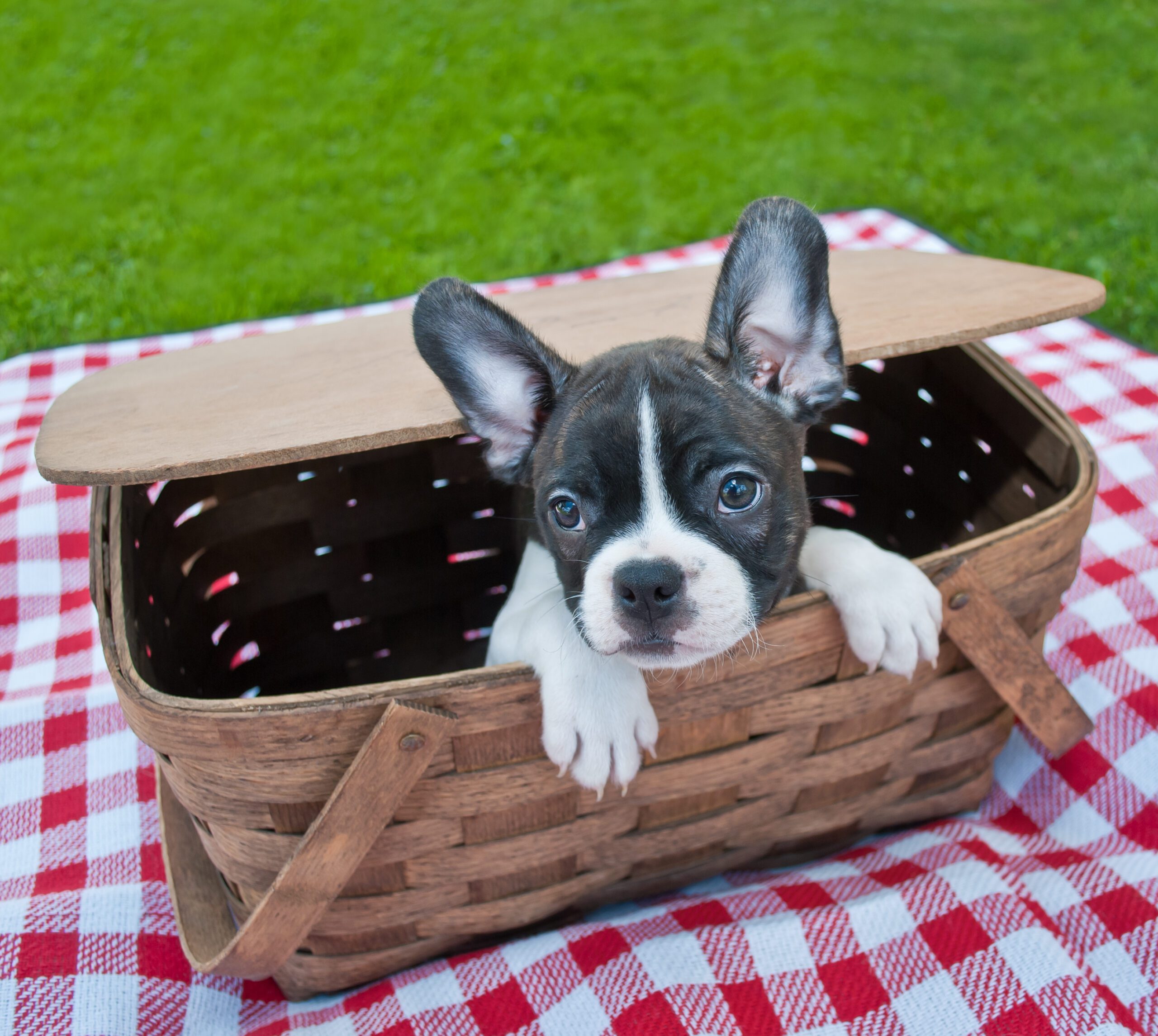 Cute French Bulldog peeking his cute little head out of a picnic basket.