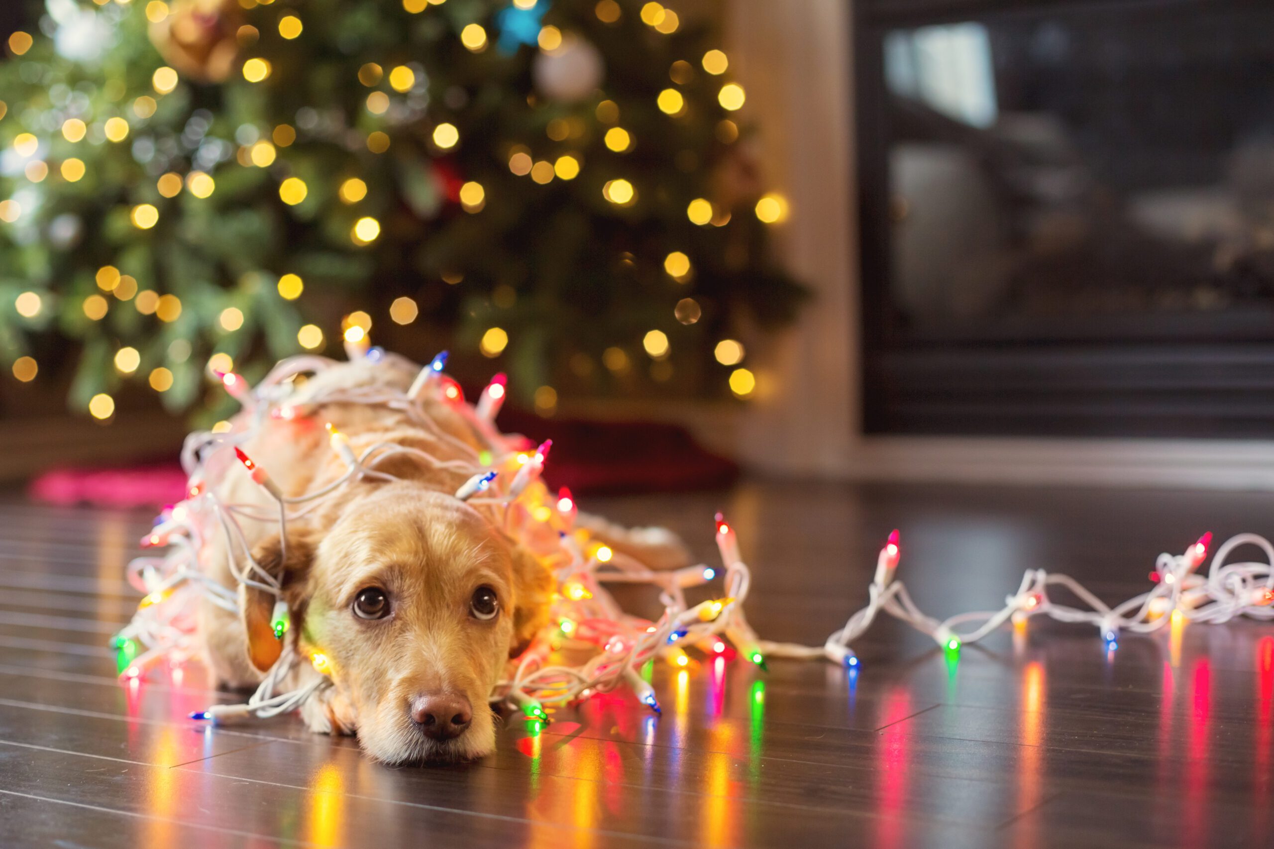 Dog tangled in holiday lights