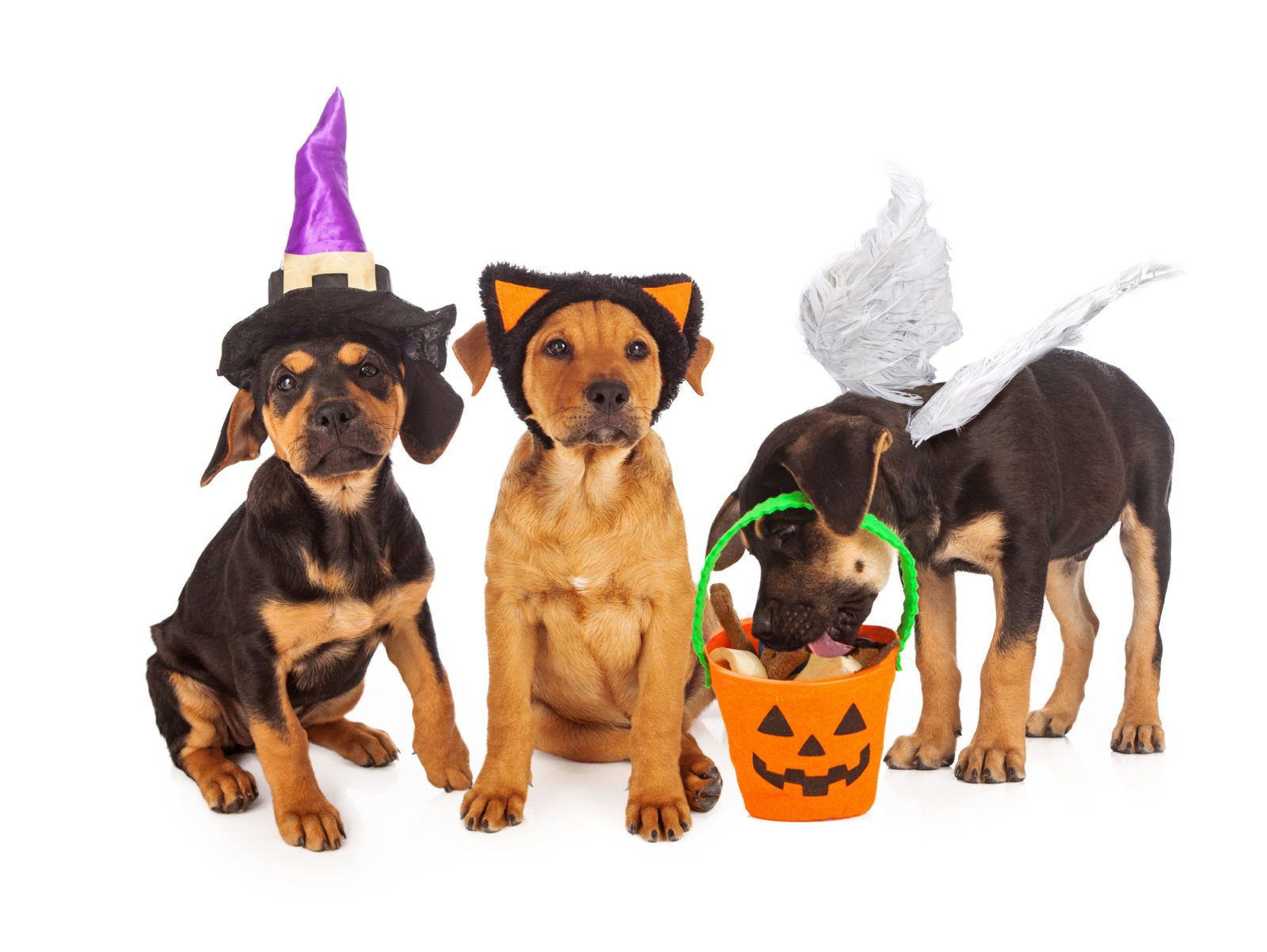 Puppies Dressed for Halloween