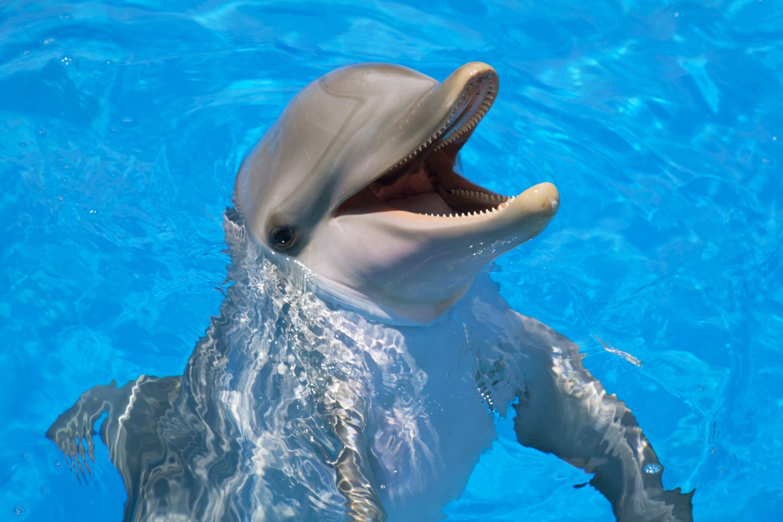 Smiling dolphin in the swimming pool