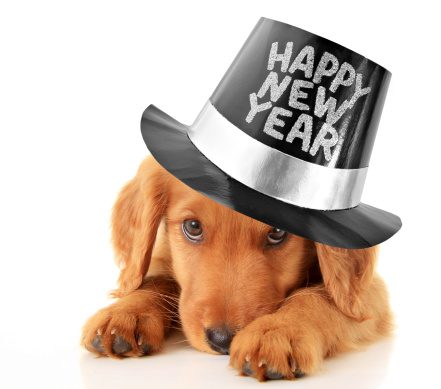 Puppy wearing new years hat
