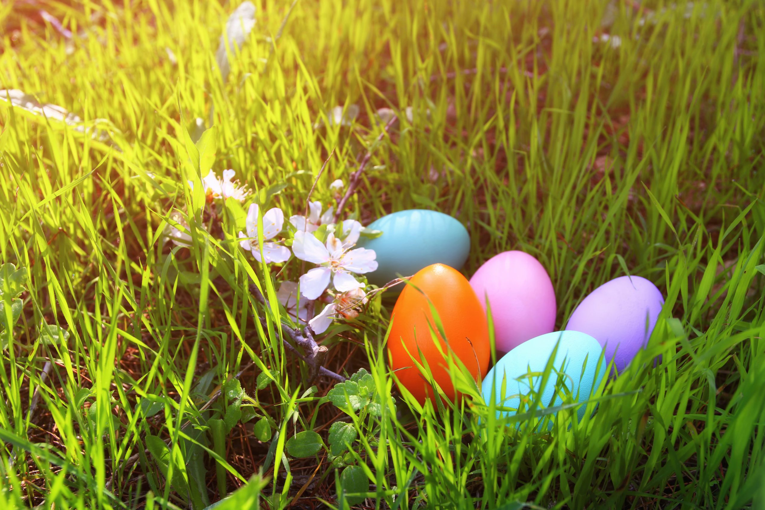 Easter Eggs on Grass