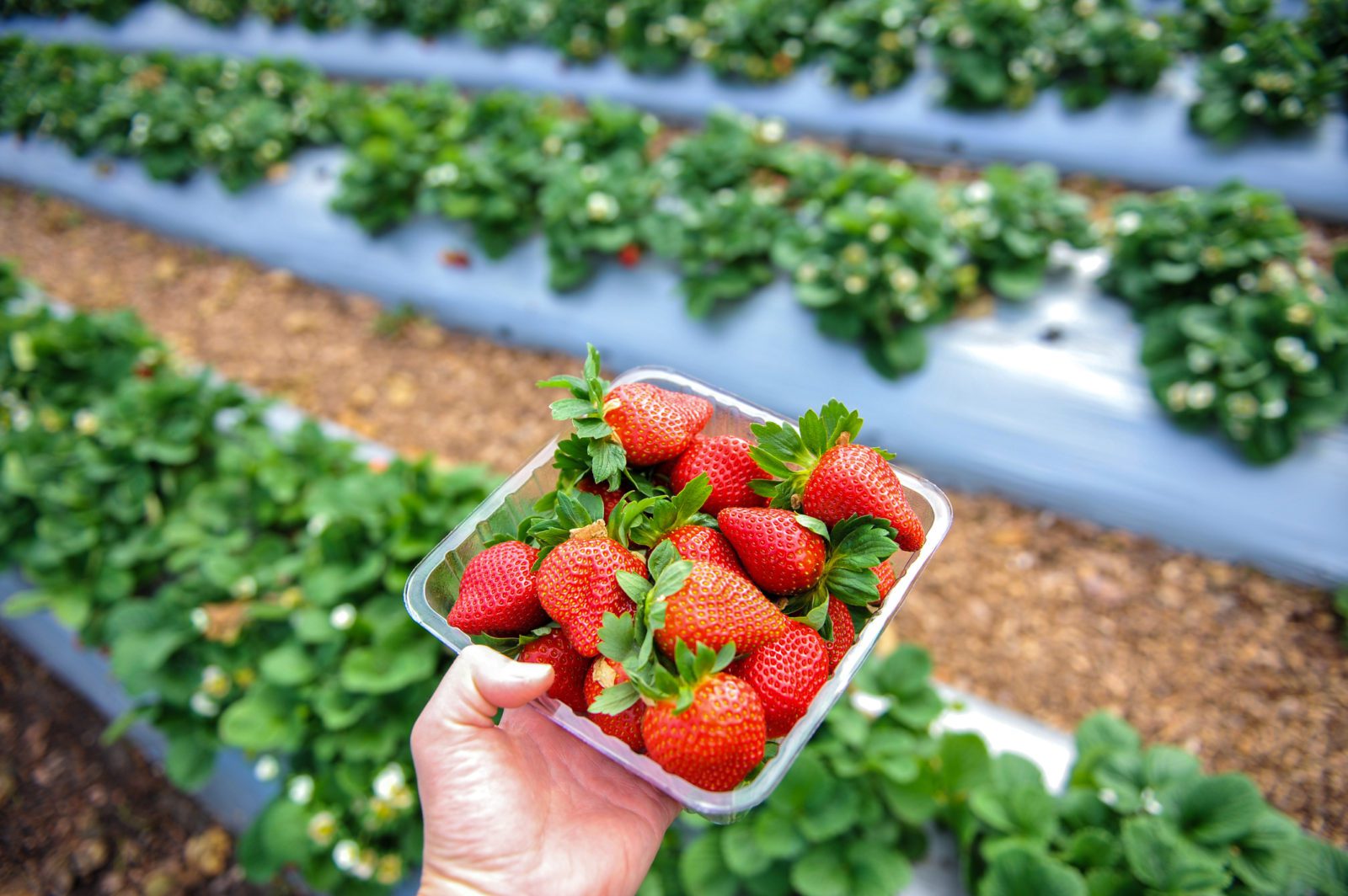 Tray full of strawberries