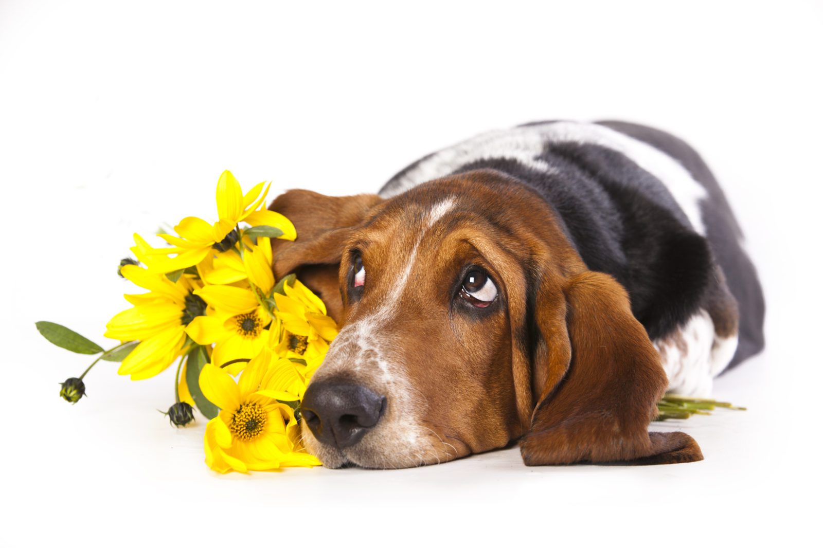 Basset hound and flowers yellow   chamomile