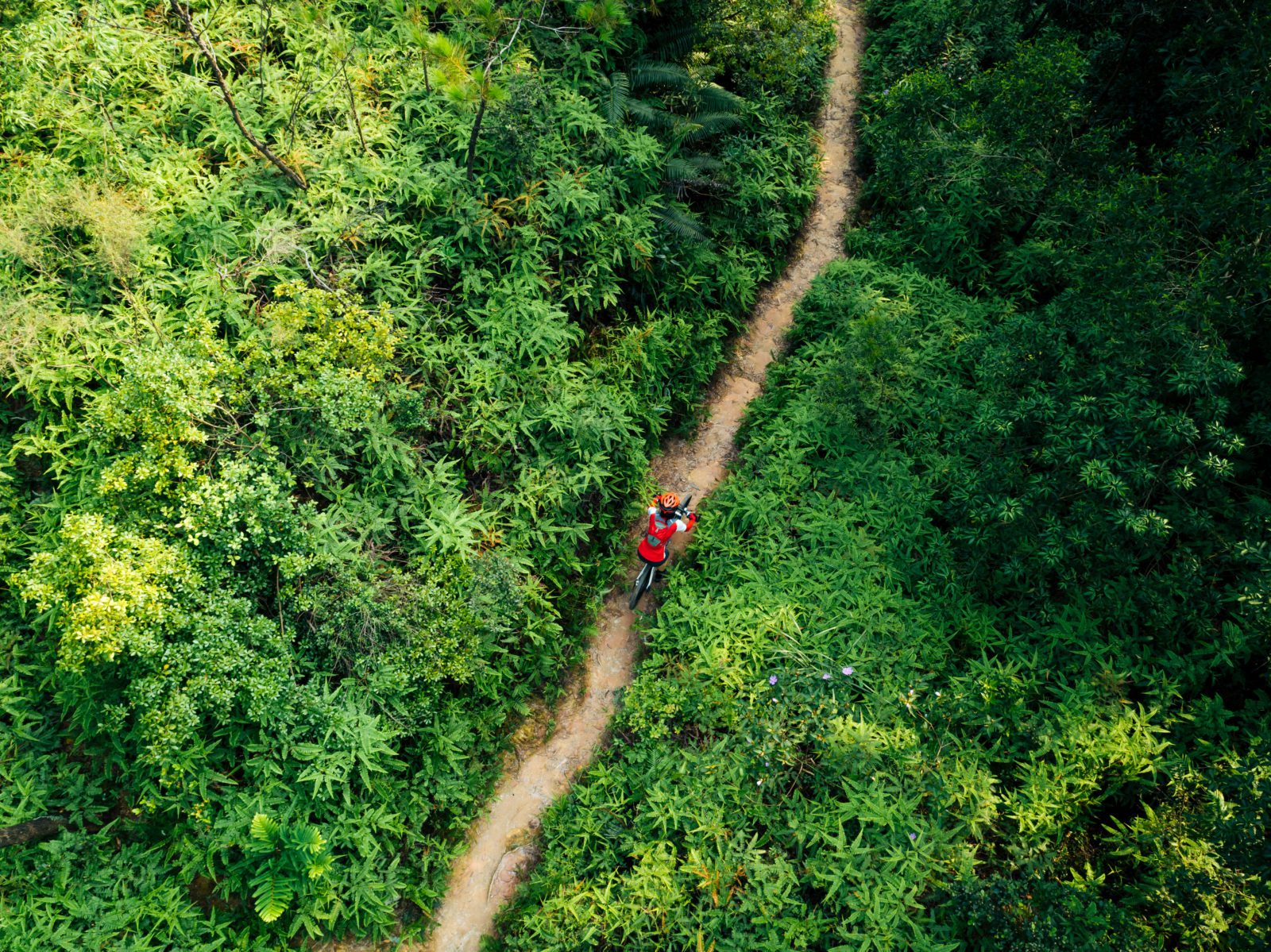 Aerail view of cross country biking woman cyclist with mountain bike walking on tropical rainforest trail