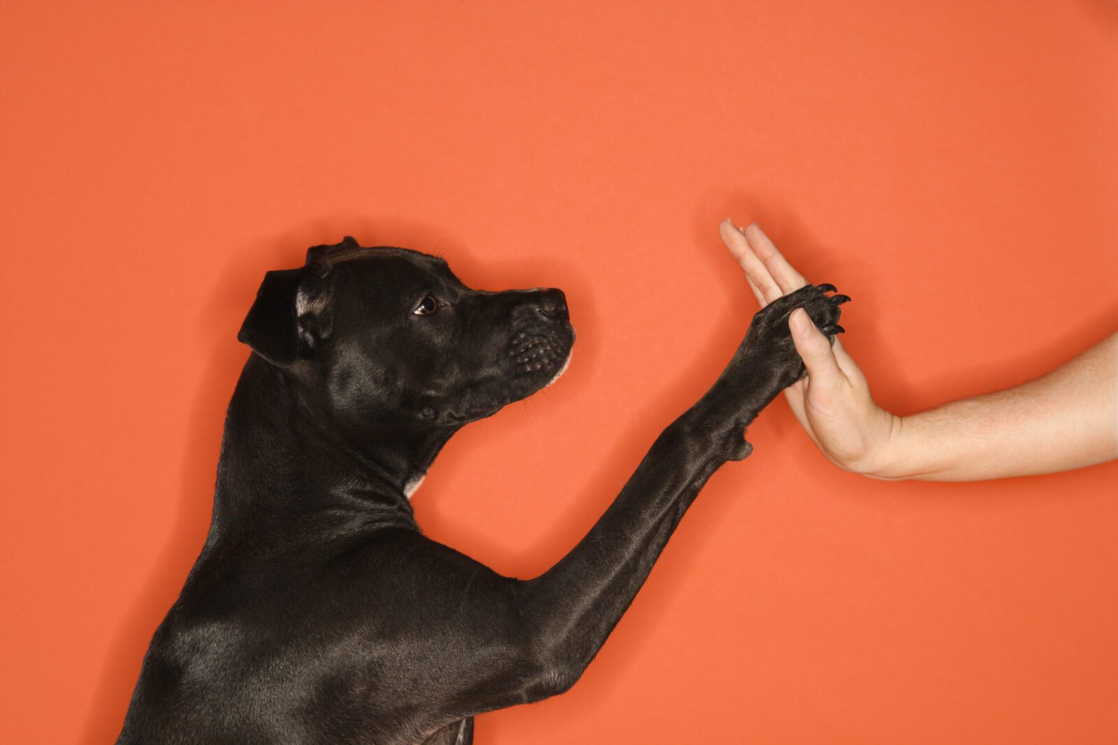 Black mixed breed dog giving female young adult Caucasian a high five.