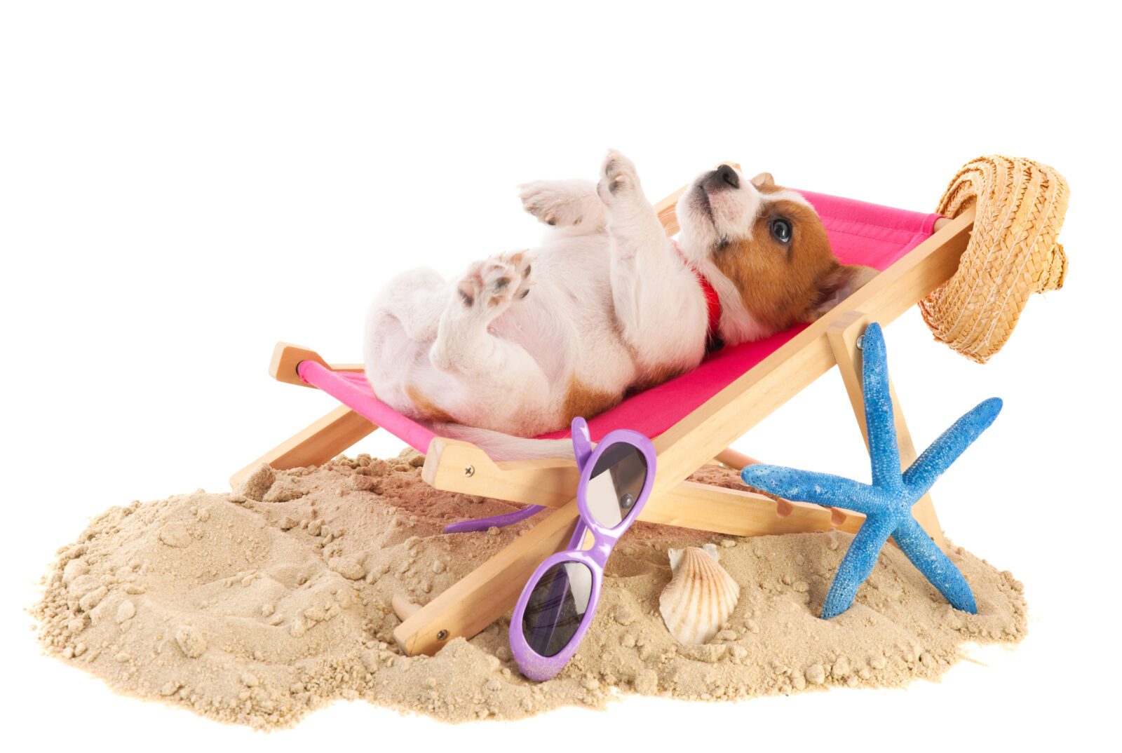 Little cute beach puppy resting in chair