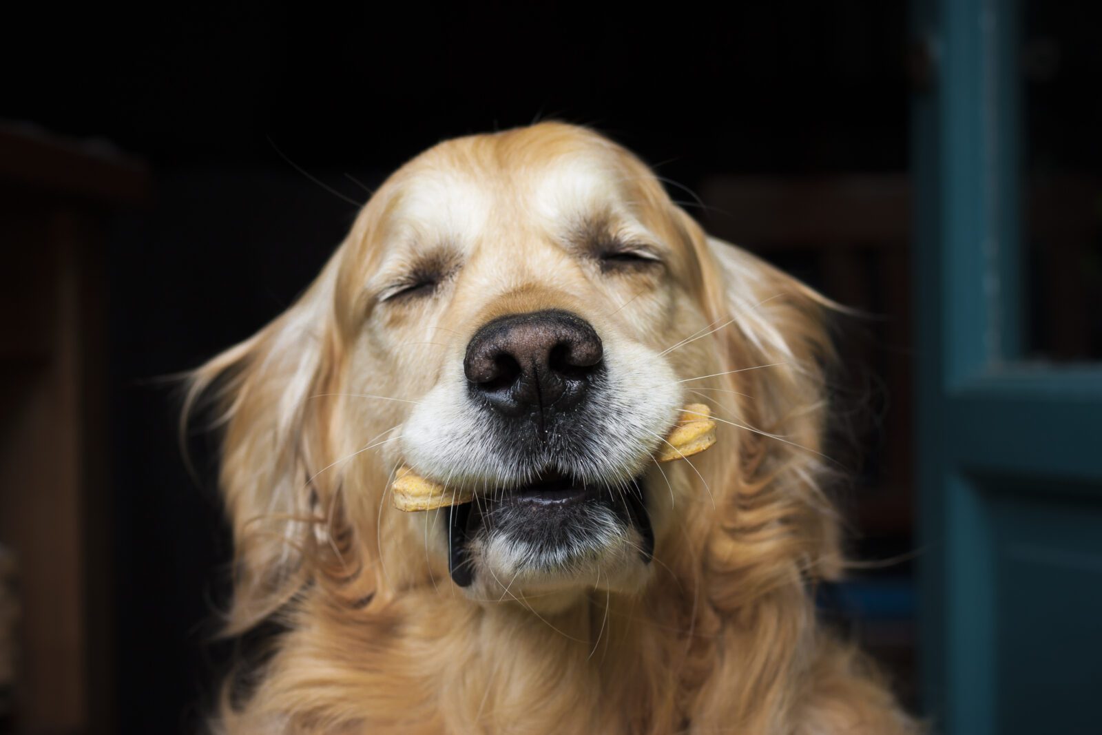 A Golden Retriever dog holding her doggy biscuit in her mouth, on dark background.