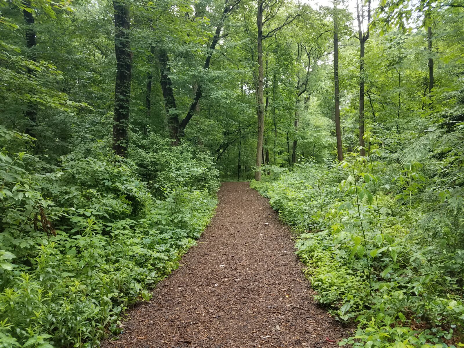 brown mulch trail in the woods with green trees