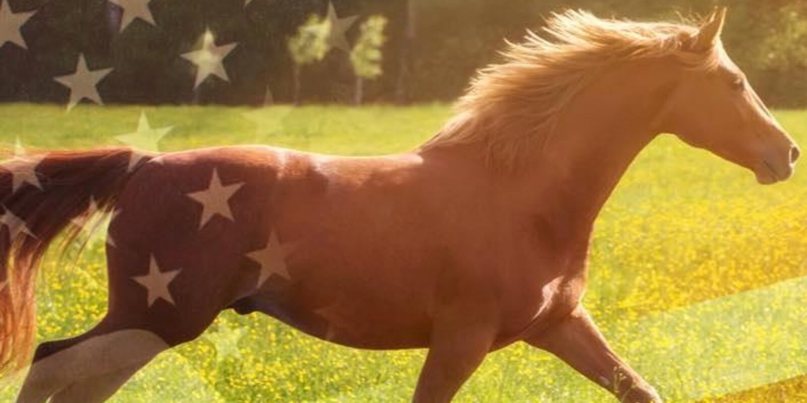 American flag with Horse behind