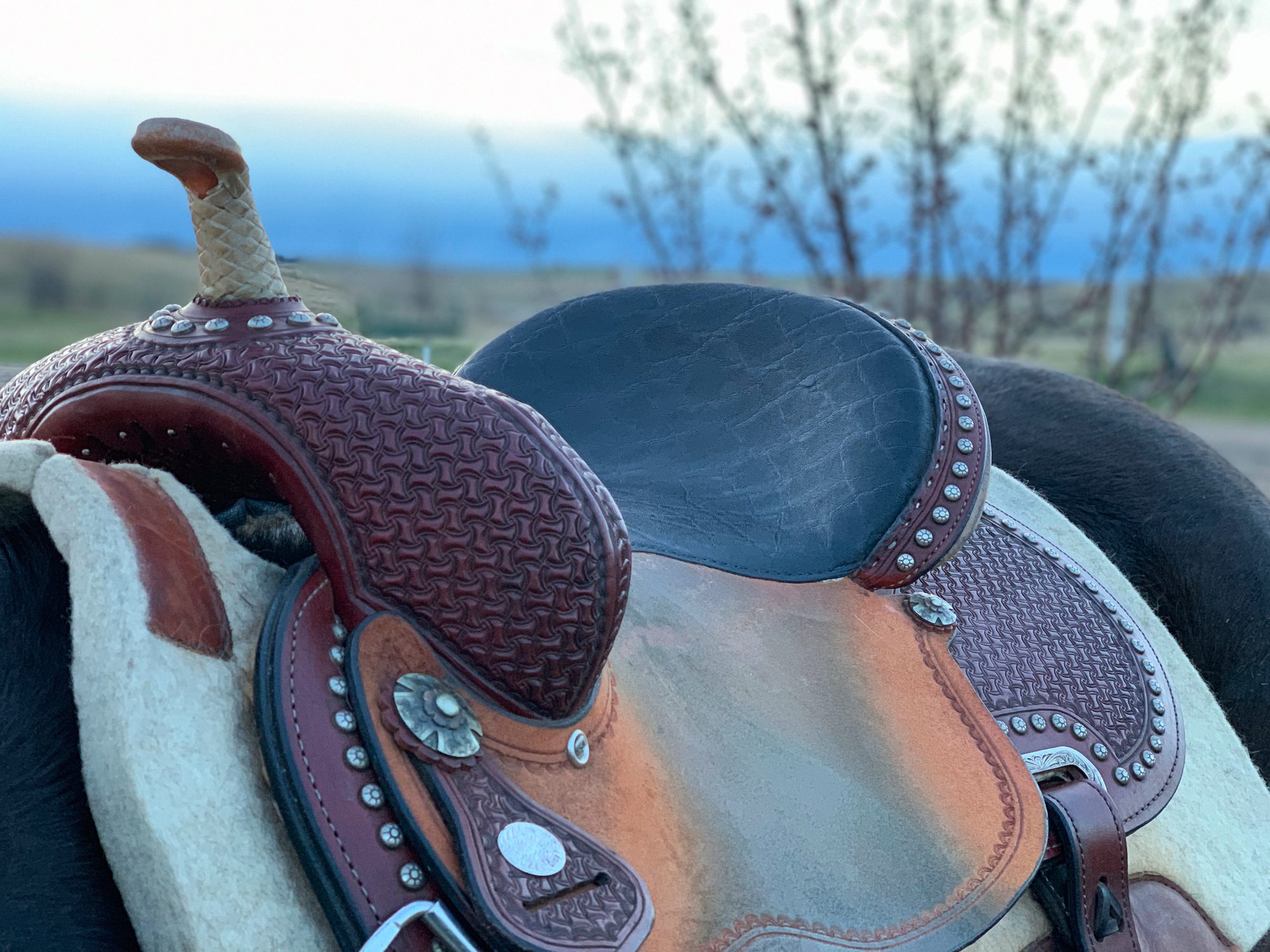 Western barrel racing saddle on horse with saddle pad with blue sky background